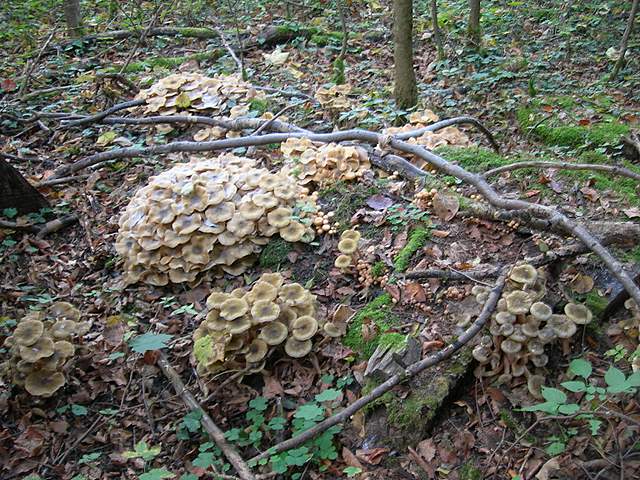 Funghi nella nebbia